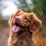 Dog bringing out his tongue