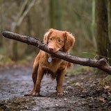 Dog biting a tree